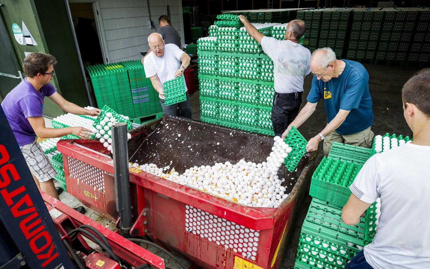 Уничтожение зараженных яиц на птицеферме в Голландии.