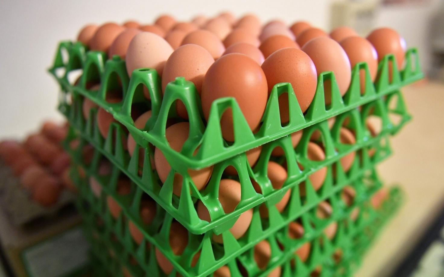 Зараженные фипронилом яйца обнаружены в 15 странах ЕС, а также в Словакии и Гонконге.