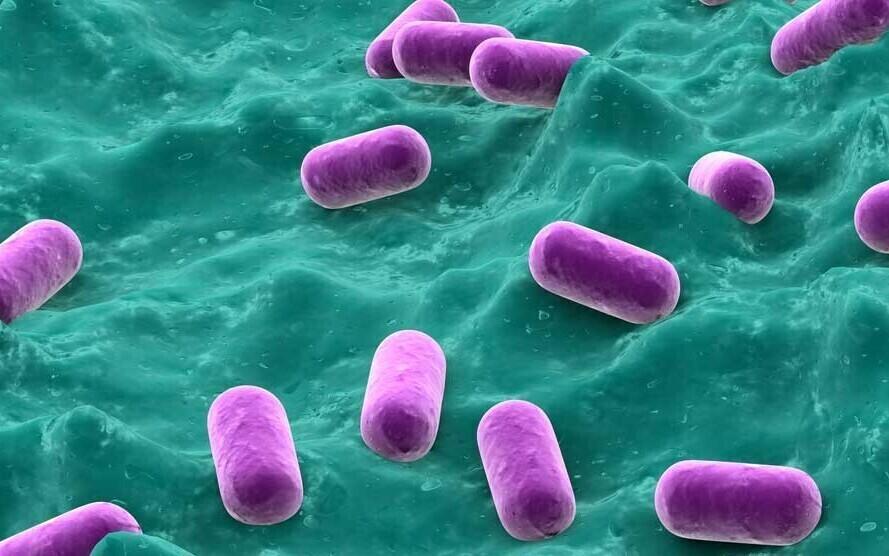 Lactobacillus plantarum