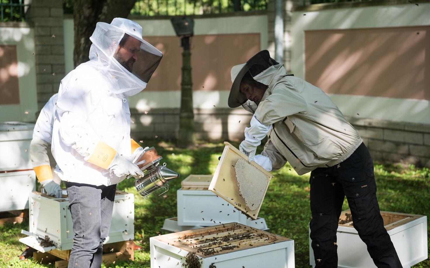 Kadrioru mesitarudest võetakse mett