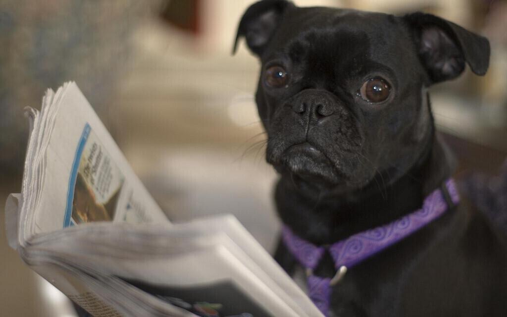 Kuigi inimesed puutuvad kokku üha suurema infovooga, omavad riiklikul tasandil olulist mõju isegi väikese lugejaskonnaga uudisportaalid ja meediaväljaanded.