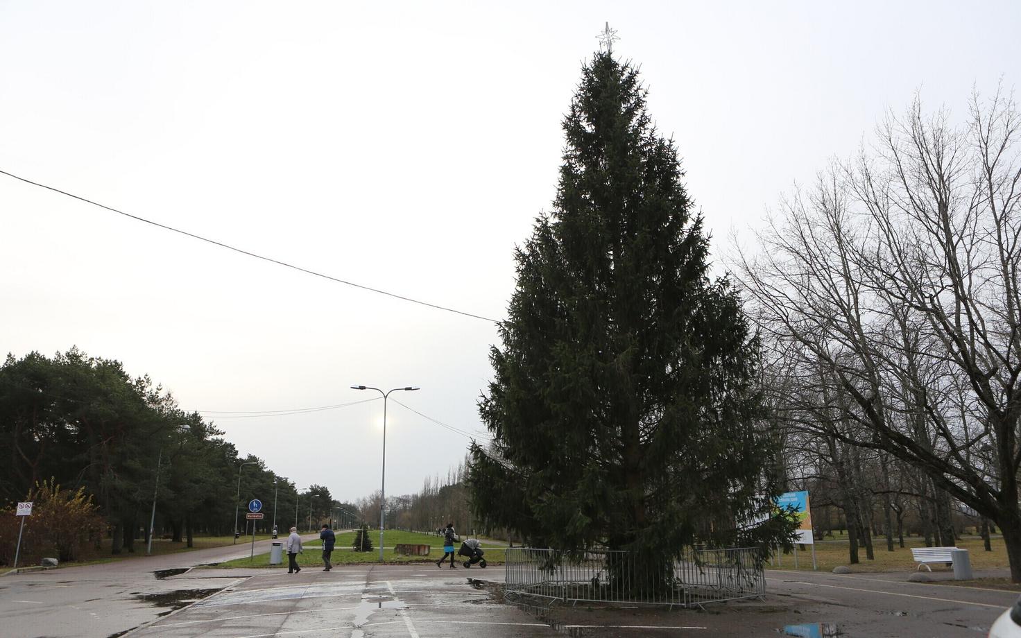 Елка на Штромке.