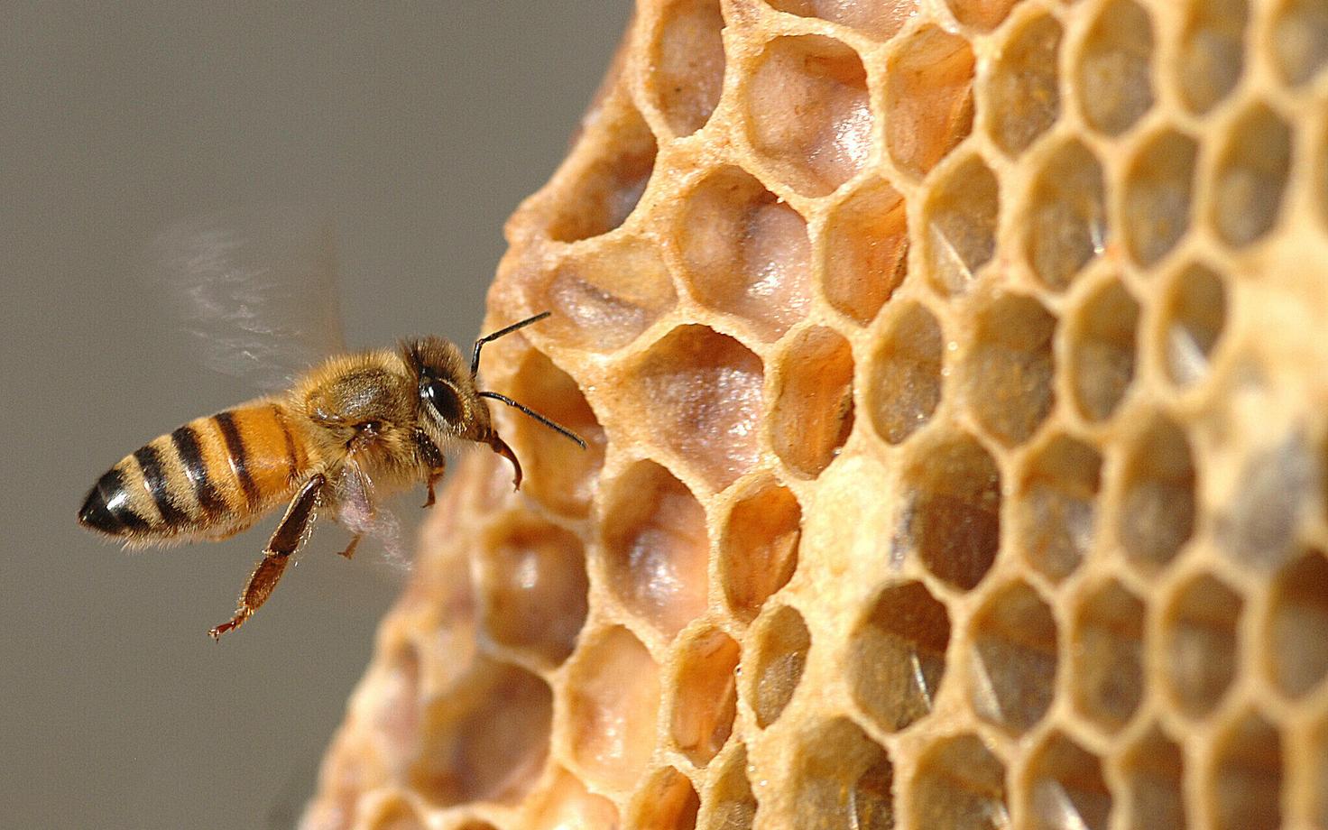 Mesilased mõistavad ka seda, kui midagi pole?