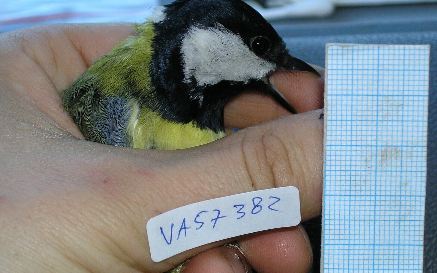 Üks uuringus mõõdetud agressiivsust iseloomustav tunnus oli uurija käe nokkimine.