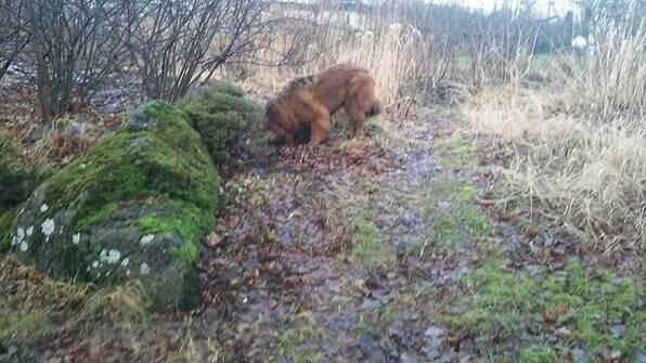 О нападениях собаки похожей внешности в этом районе сообщалось летом 2017 года.