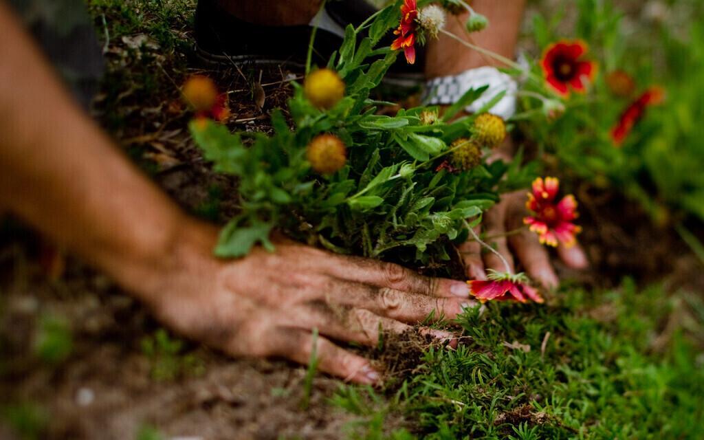 Mullas elavad bakterid sünteesivad konkurentsieelise saavutamiseks mitmeid antibakteriaalseid ühendeid.