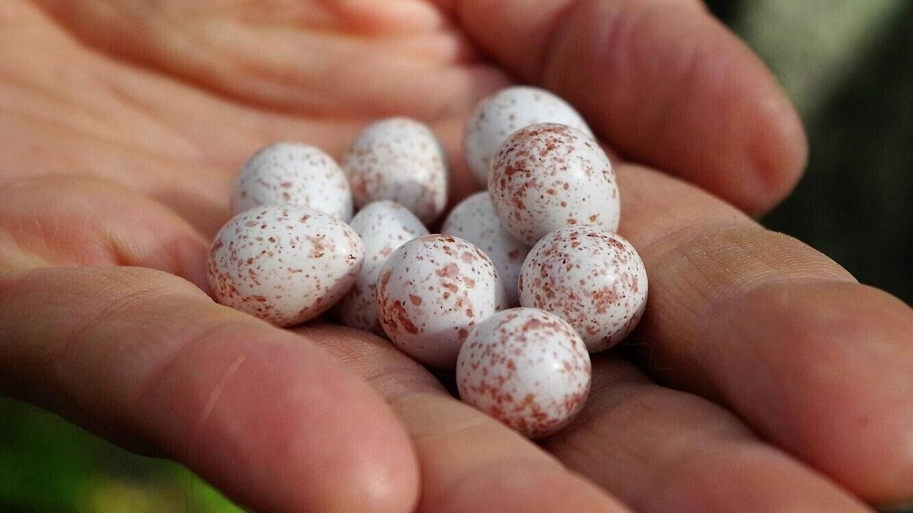 Tartu ülikooli linnuökoloog Marko Mägi peos olevad männikus pesitseva rasvatihase munad on üsna tugevalt pigmenteerunud. Kas see võib olla märk kaltsiumipuudusest?