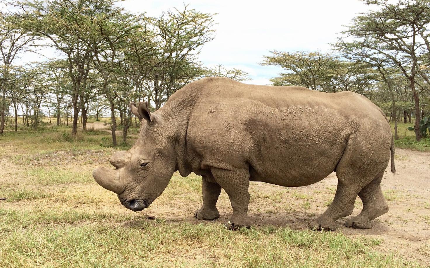 Viimane isane põhjapoolne laimokk-ninasarvik Sudan.