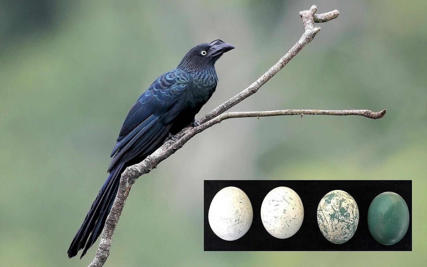 Suur-ühiskäo munade värvus muutub haudumise käigus. Vasakul on värske muna, keskmised on osaliselt hautud munad, parempoolselt munalt on vateriidi kiht eemaldatud.