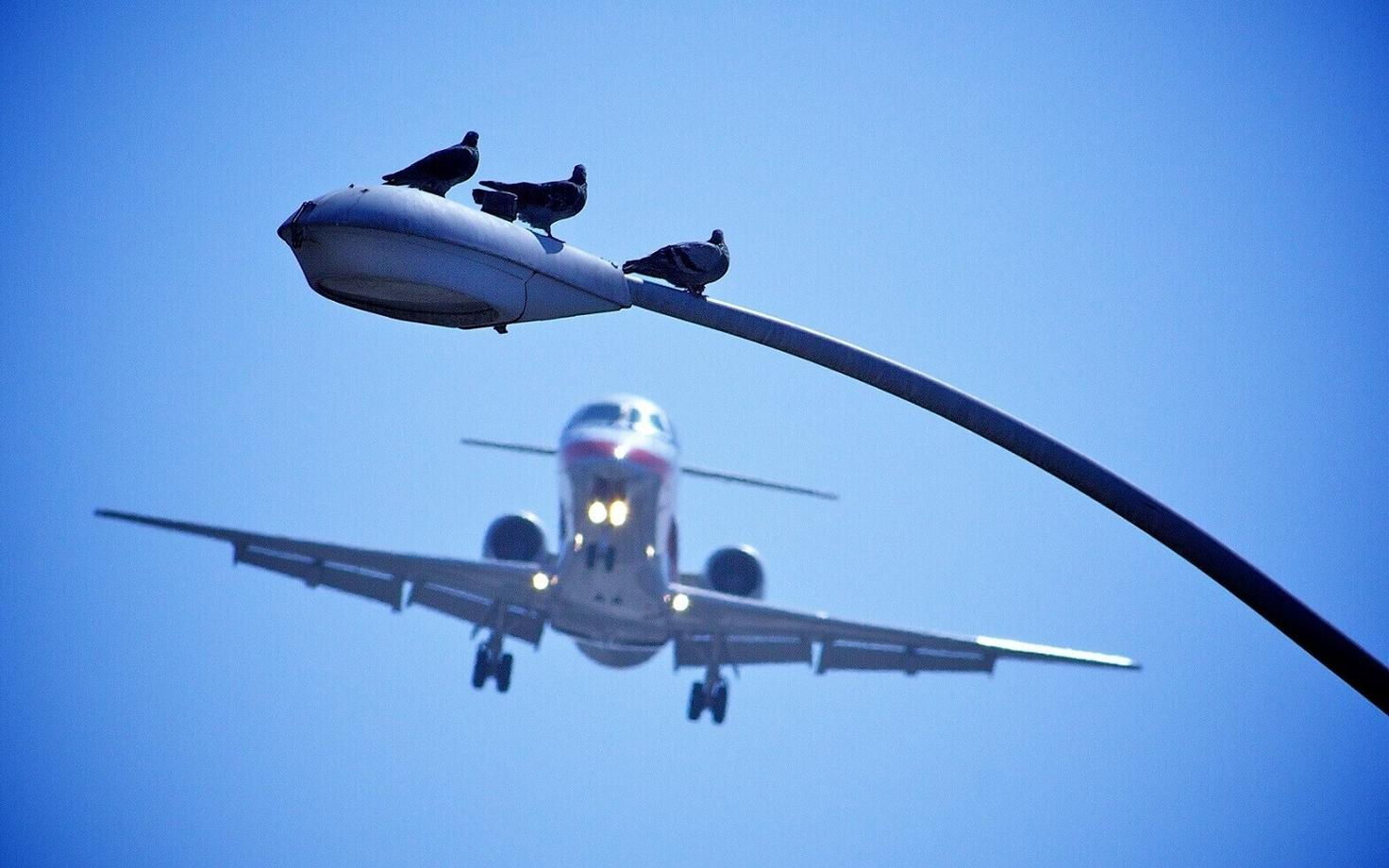 Kodutuvid on linnades sagedased, kuid lennukite ette ei satu nad väga sageli.
