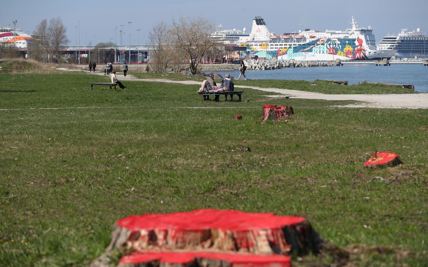 Неизвестные активисты раскрасили пни спиленных для строительства Рейти теэ деревьев.