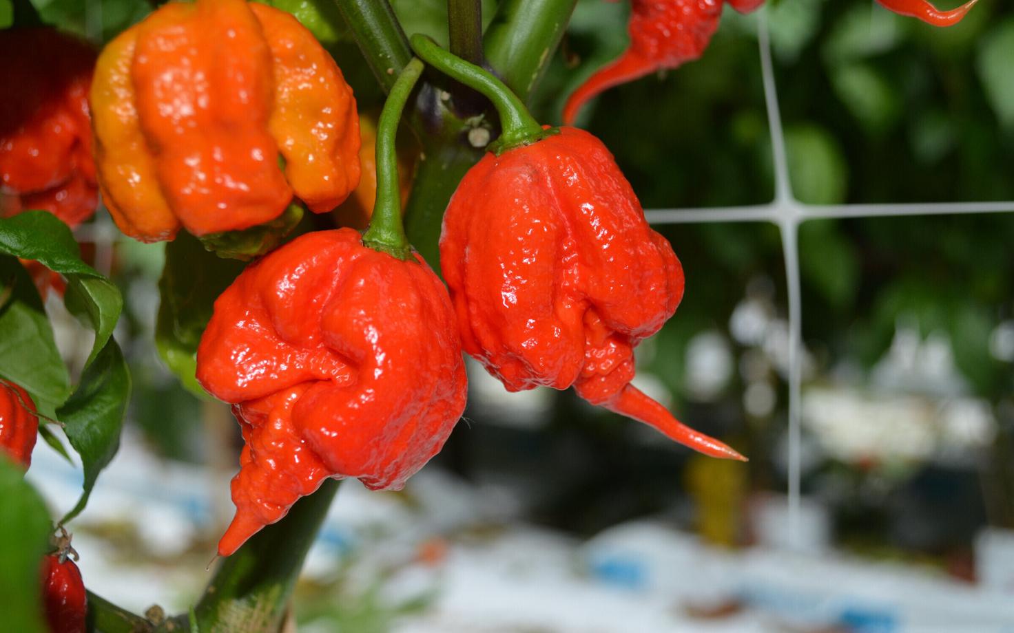 Carolina reaper on tuhandeid kordi tugevam kui suurem osa argikasutuses olevaid pipraid.