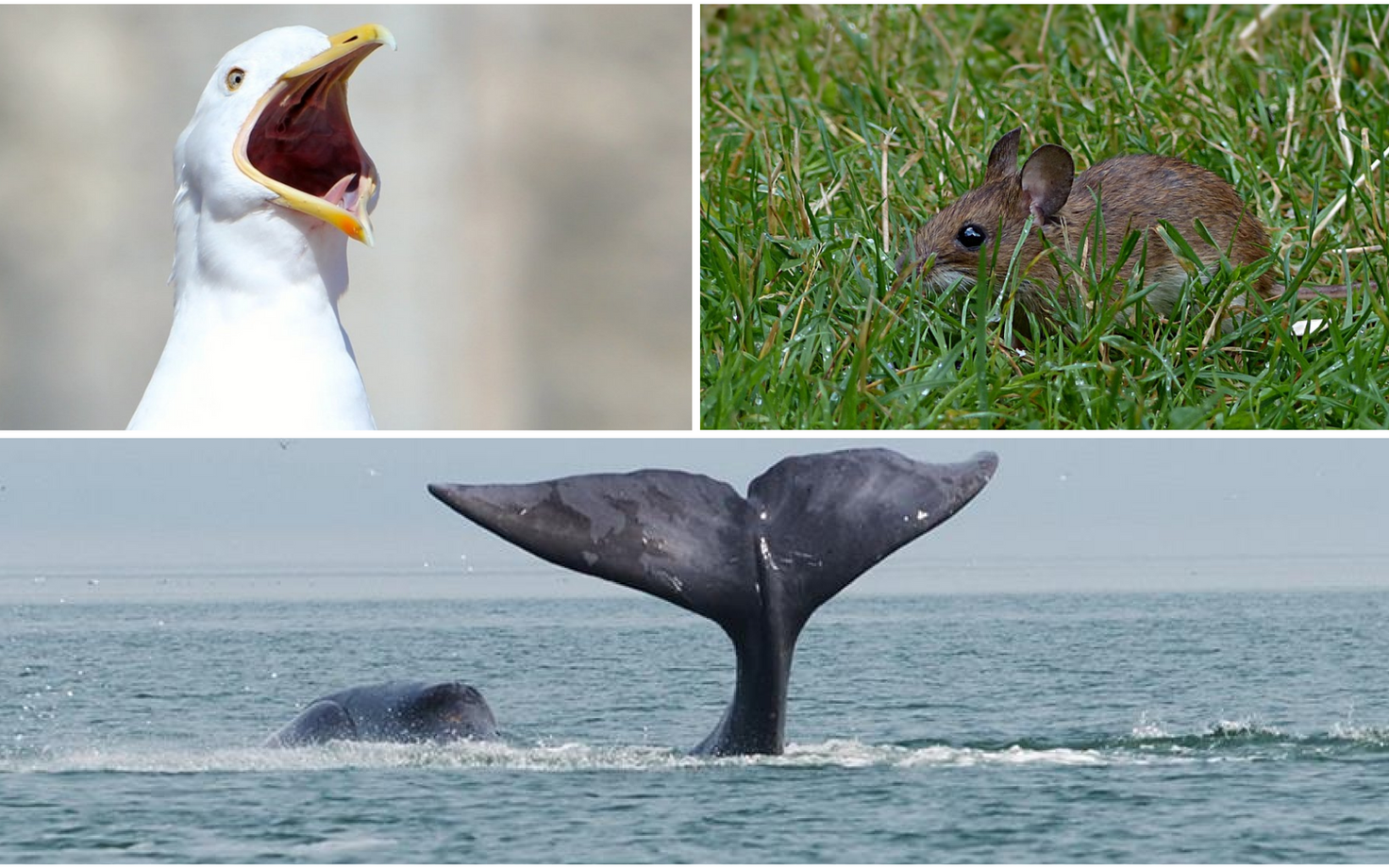 Millest sõltub liigi eluiga?