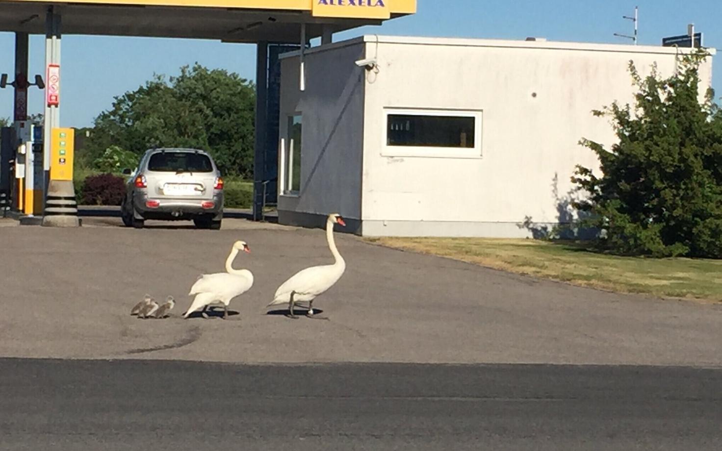 Luigepere tanklas enne teeületamist.