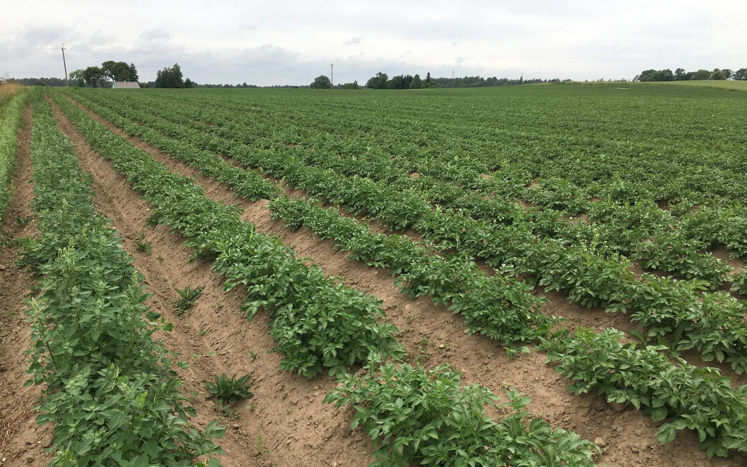 Поля в конце июня.