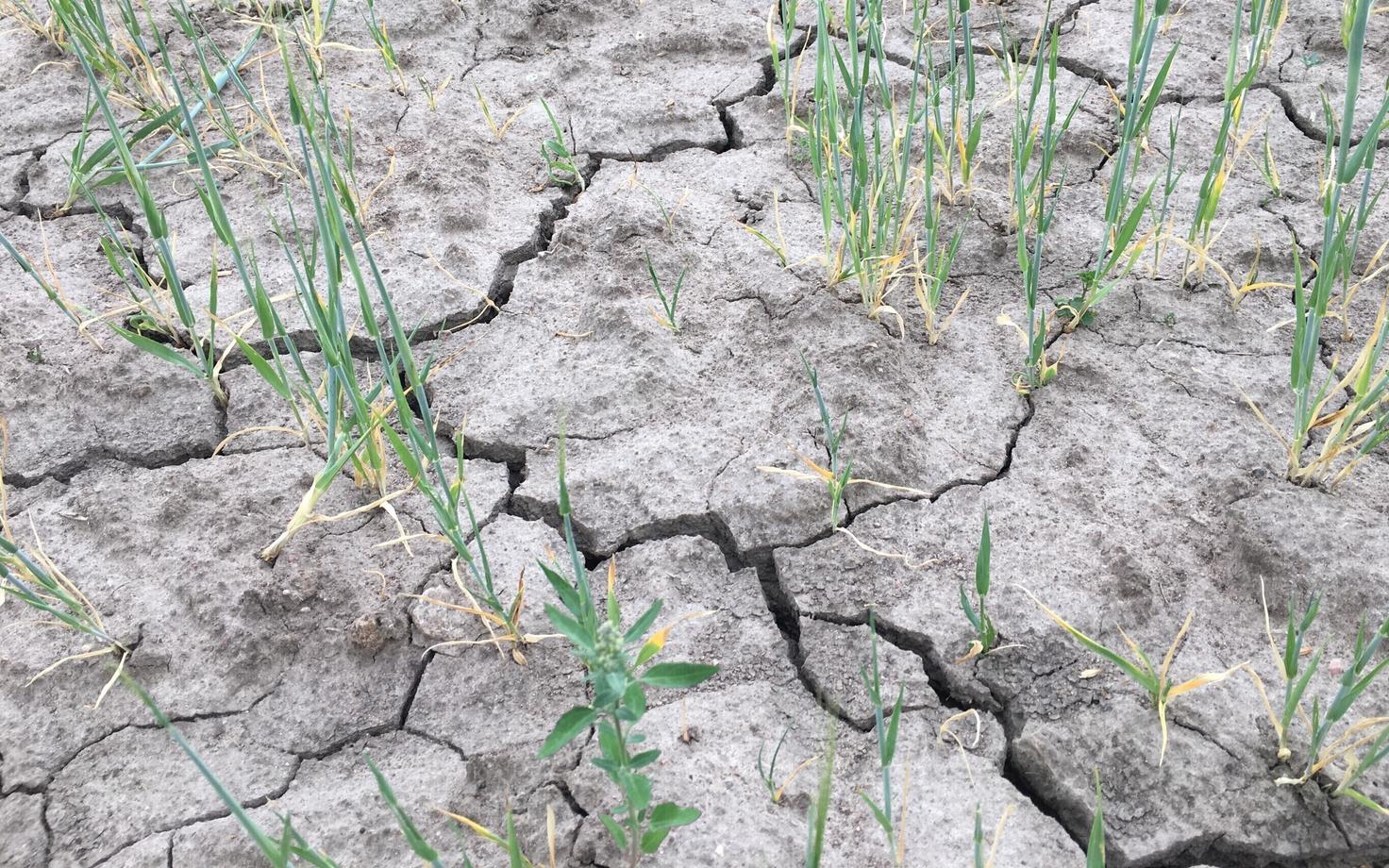 Поля в конце июня.