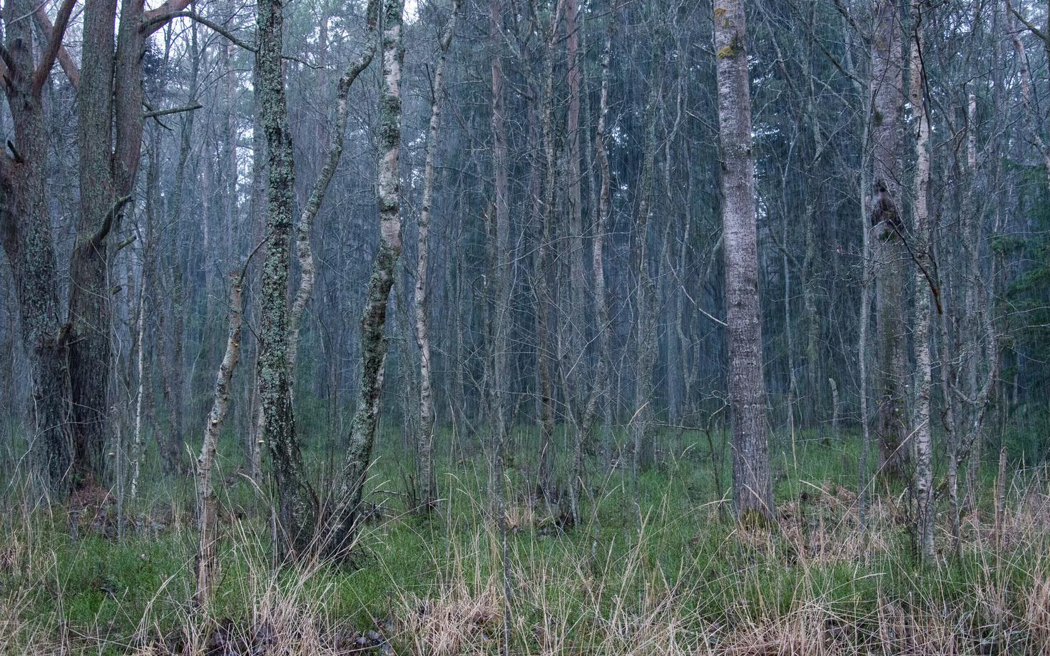 Puidu hind on aastaga kõvasti tõusnud.