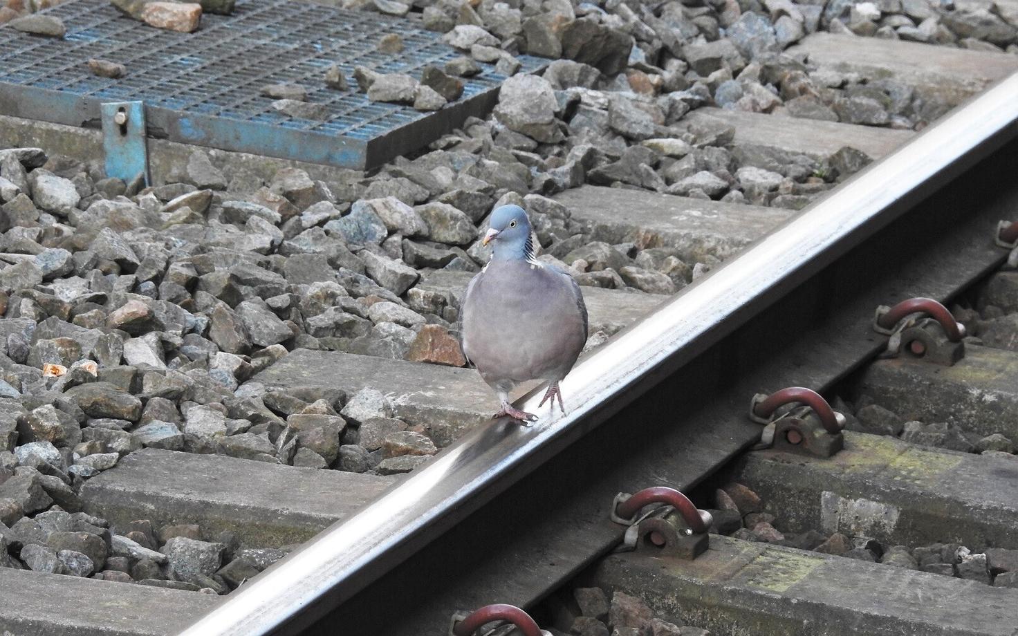 Üks kõige sagedamini raudteel nähtud liik oli kaelustuvi.