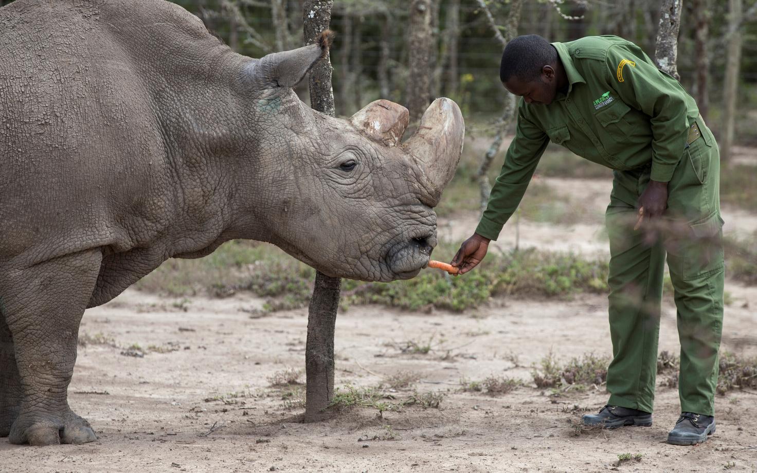 Märtsis surnud viimane isane põhja valge-ninasarvik Sudan.