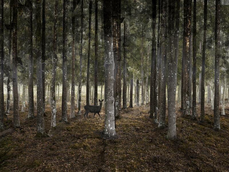 Kaarduvas sihis istutatud metsas on uued vaated ja kummalised perspektiivid. Selles metsas on hoopis teistmoodi võimalik eksida ja ekselda, sest mets võib hakata inimest juhtima ja suunama.