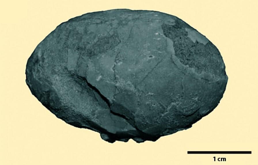 Mesosoikumiaegne Brasiiliast leitud kivistunud linnumuna on väiksem, kui võiks eeldada linnufossiilide luude põhjal