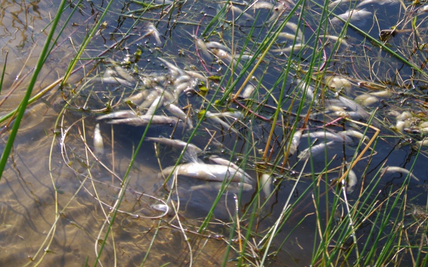Мертвая рыба на берегу Чудского озера.