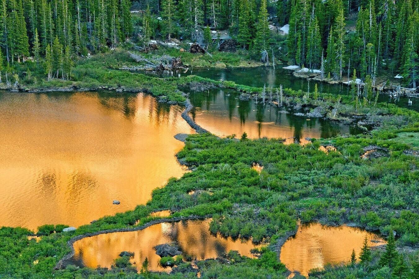 Koprad tekitavad tamme ehitades veelindudele sobilikke madalaveelisi alasid.