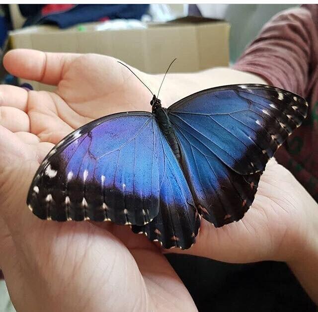 Голубой Морфо