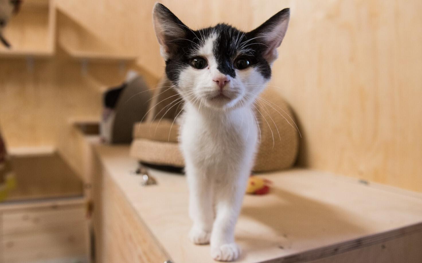 Котенок в приюте для животных.