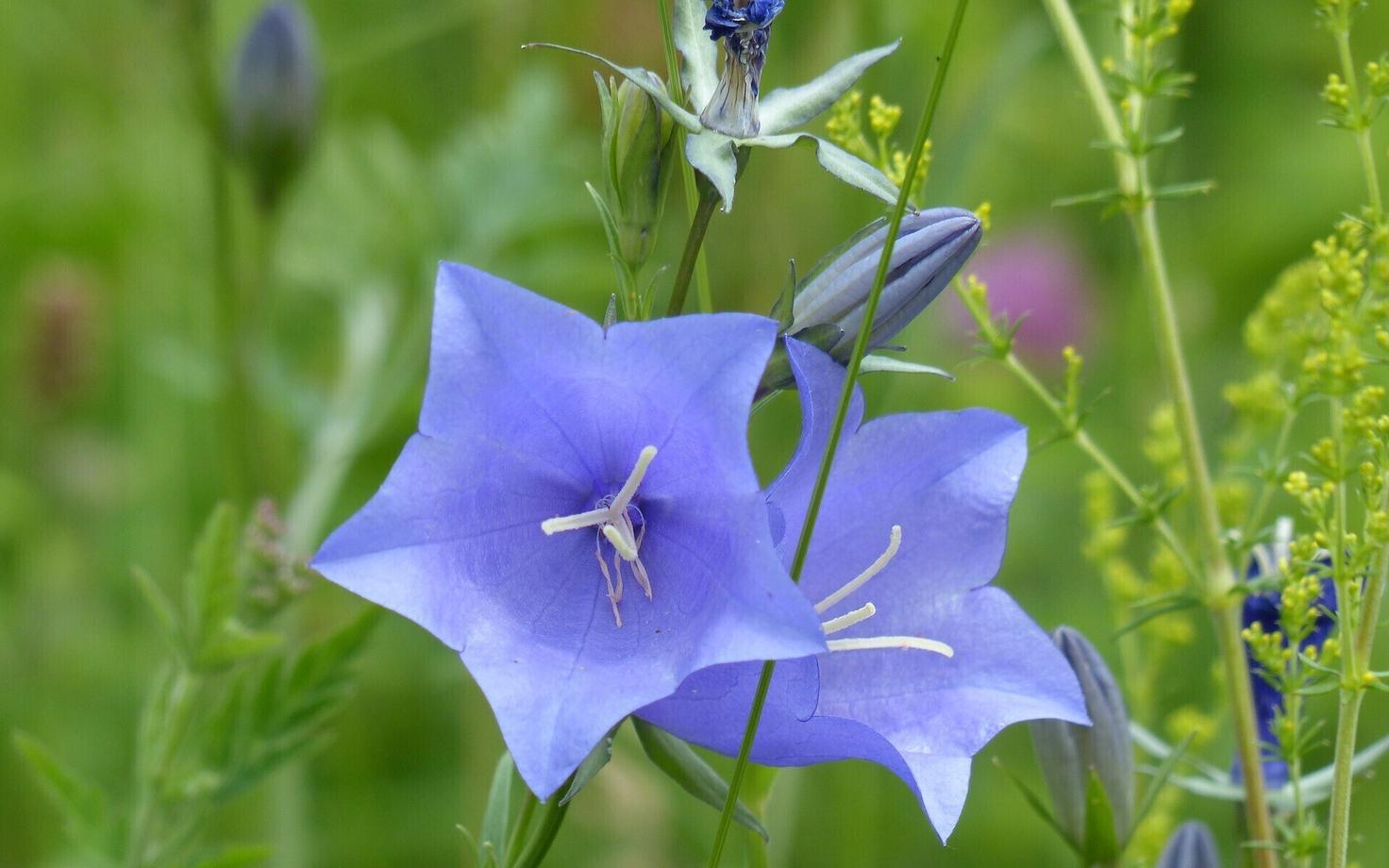 Sarnaselt paljudele teistele ulatusliku elupaigakao poolt mõjutatud liikidele sõltub ka kauni ümaralehise kelluka (Campanula rotundifolia) käekäik tulevikus tema populatsioonide geneetilisest mitmekesisusest.