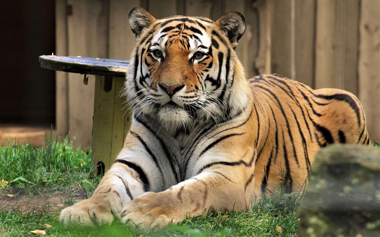 Тигр Боцман.