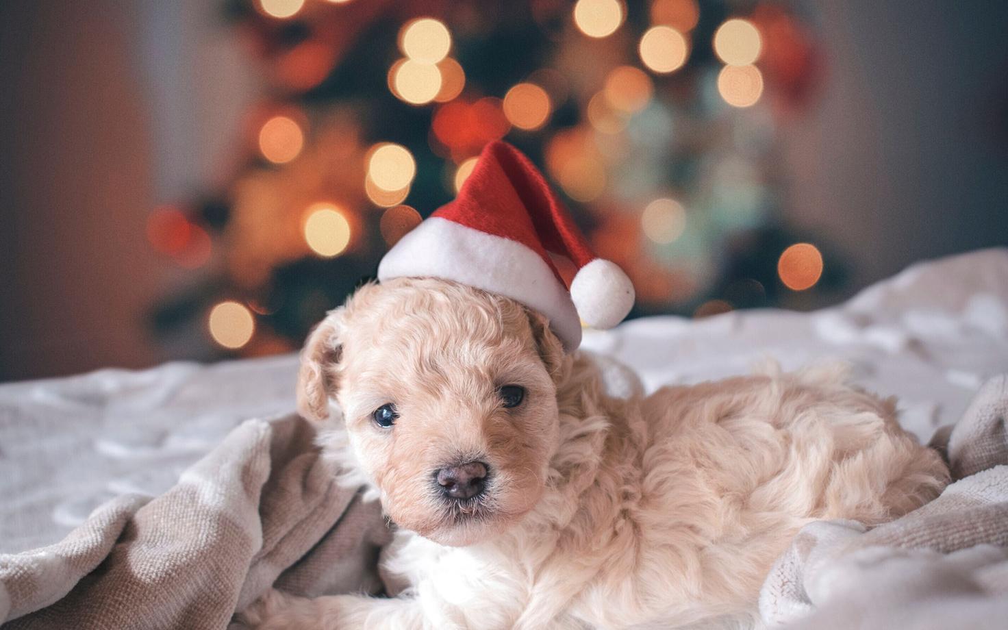 Jõuludega kaasnevat paanikat ja ärevust on võimalik käitumisega vähendada.