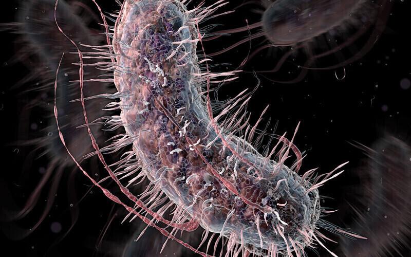 Kolibakter kunstniku nägemuses.