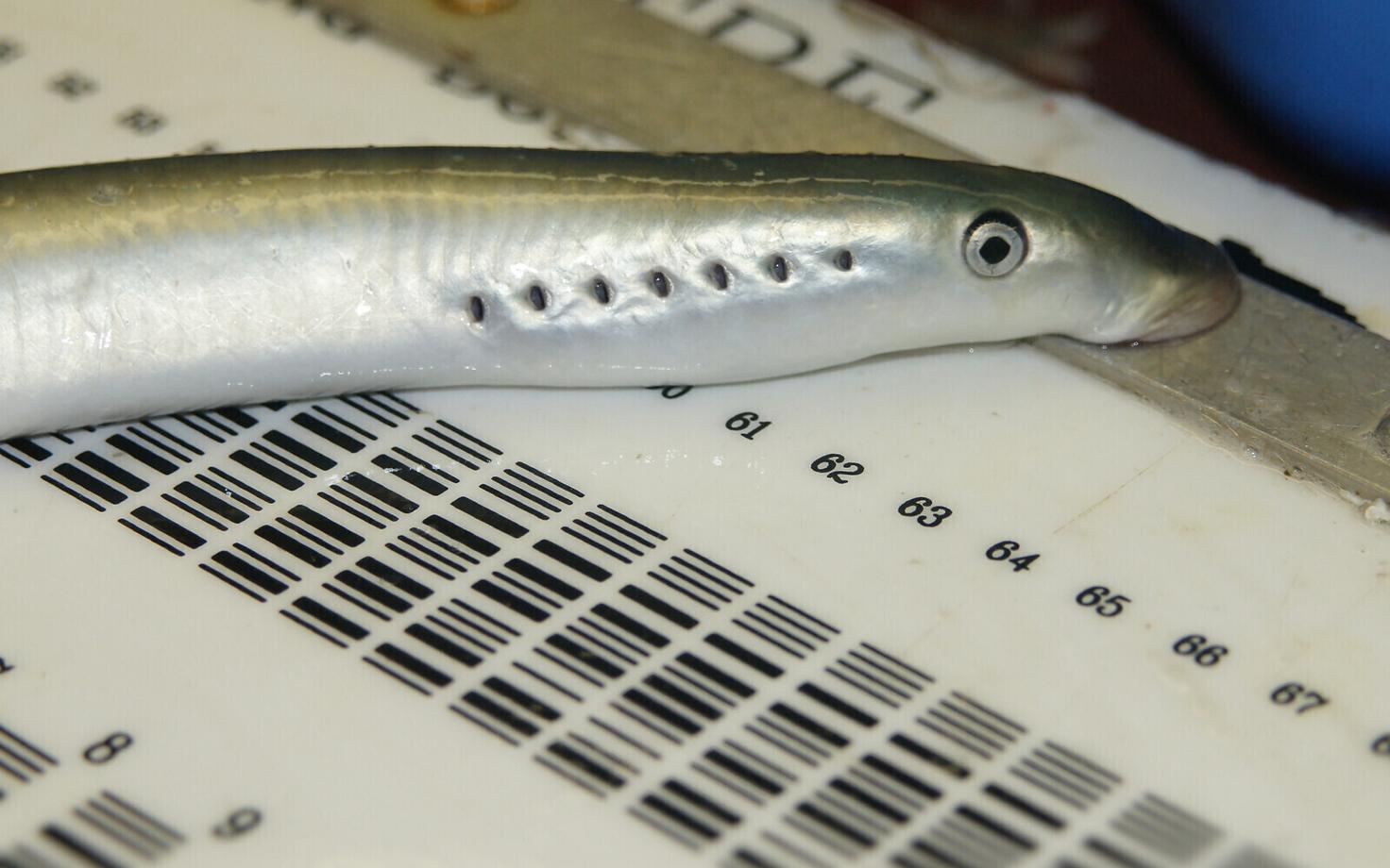 Рыба года - минога.