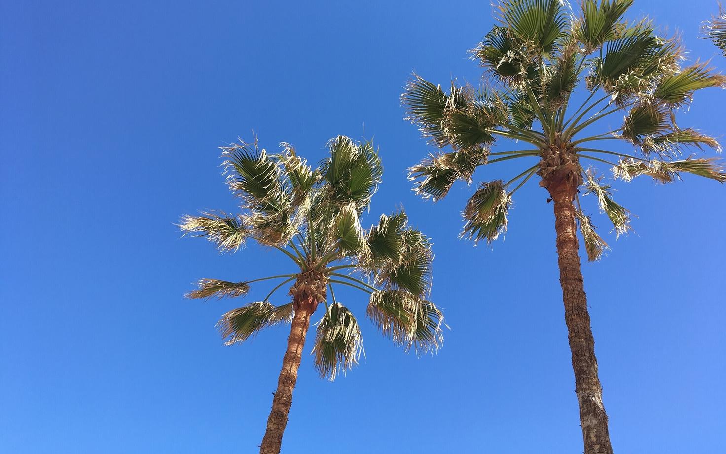 Отдыхать лучше всего под пальмами.