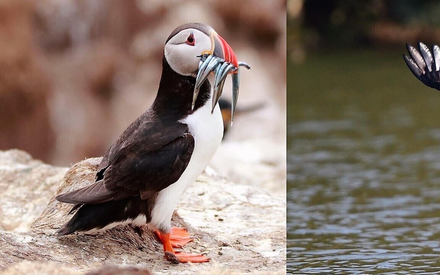 Lunn ja kalakotkas toituvad mõlemad kalast, kuid nokakuju on neil väga erinev.