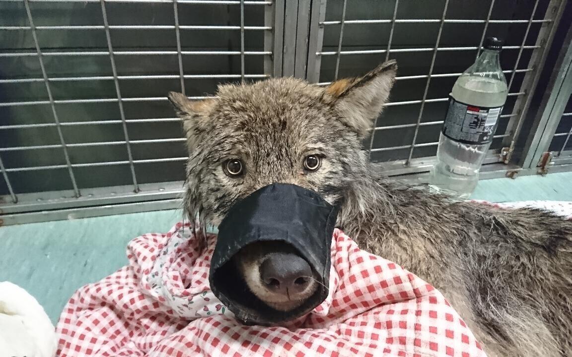 Koera pähe päästetud hunt