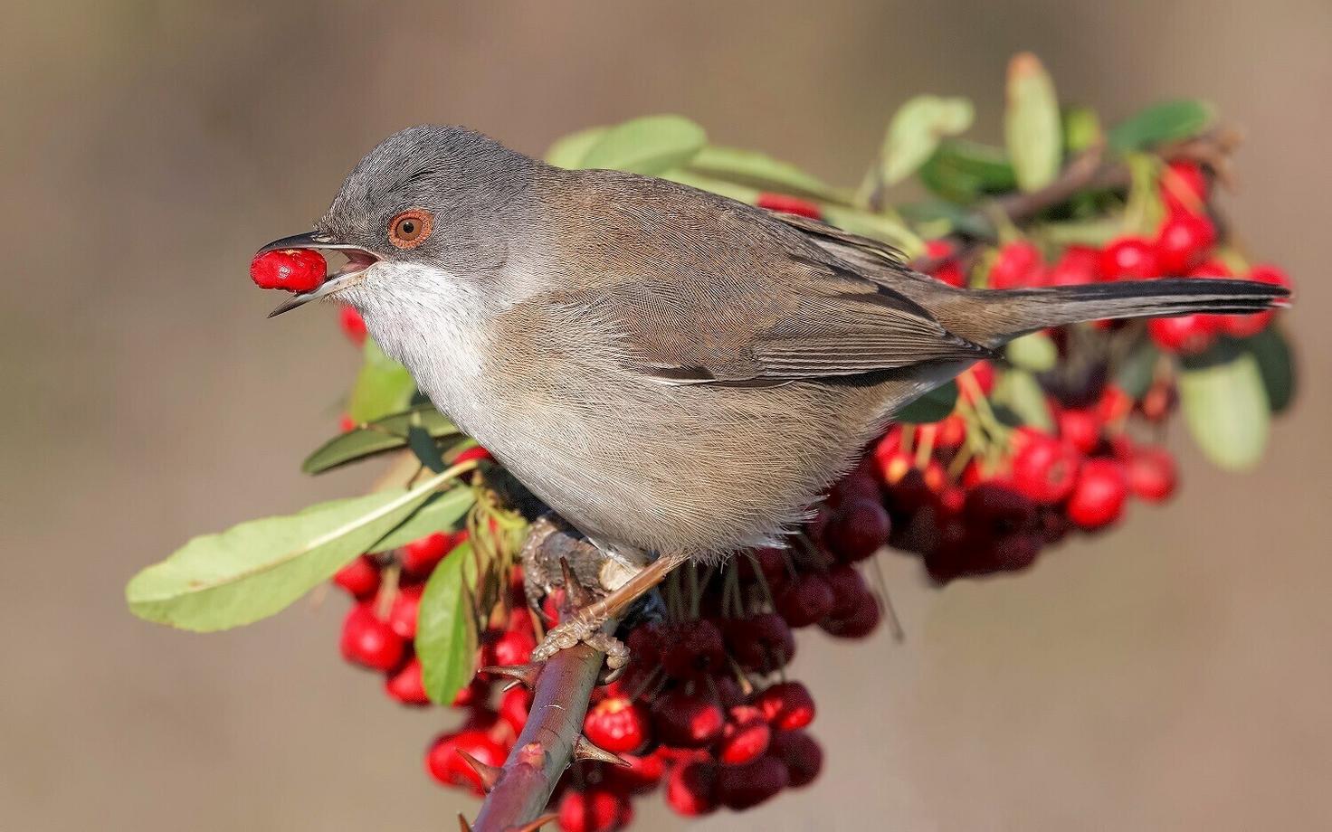 Sametpea-põõsalind võib lisaks taimeseemnetele levitada ka taimede kasvuks olulisi mikroskoopilisi seeni.
