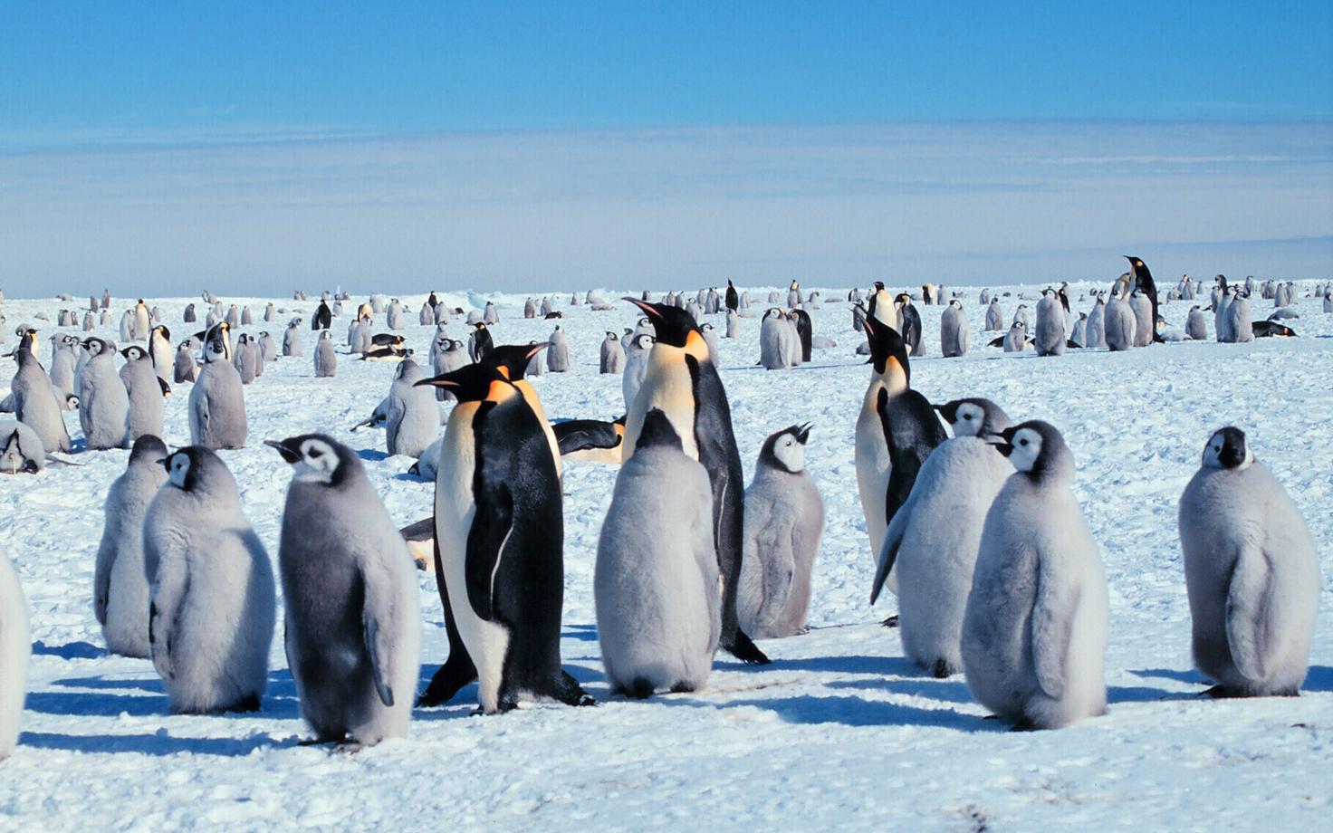 Императорские пингвины.
