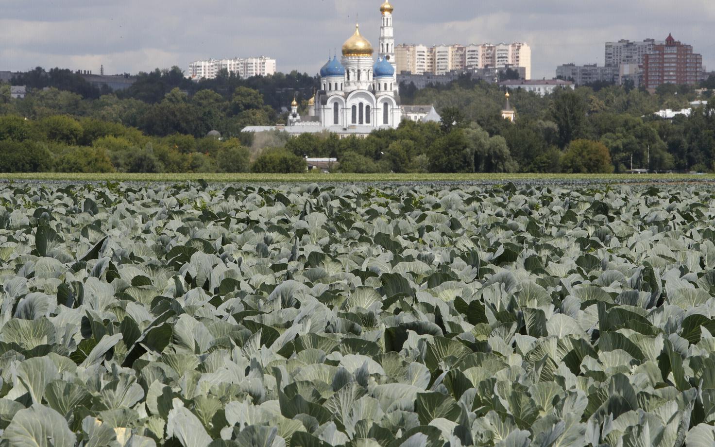 Kapsapõld Lenini-nimelises riigifarmis Moskva lähistel.
