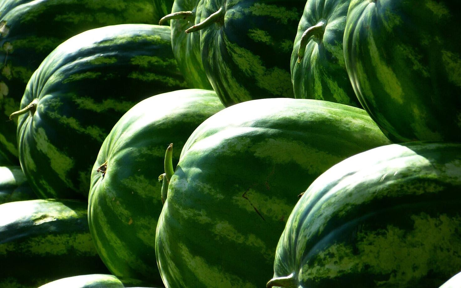 Арбузы. Иллюстративная фотография.