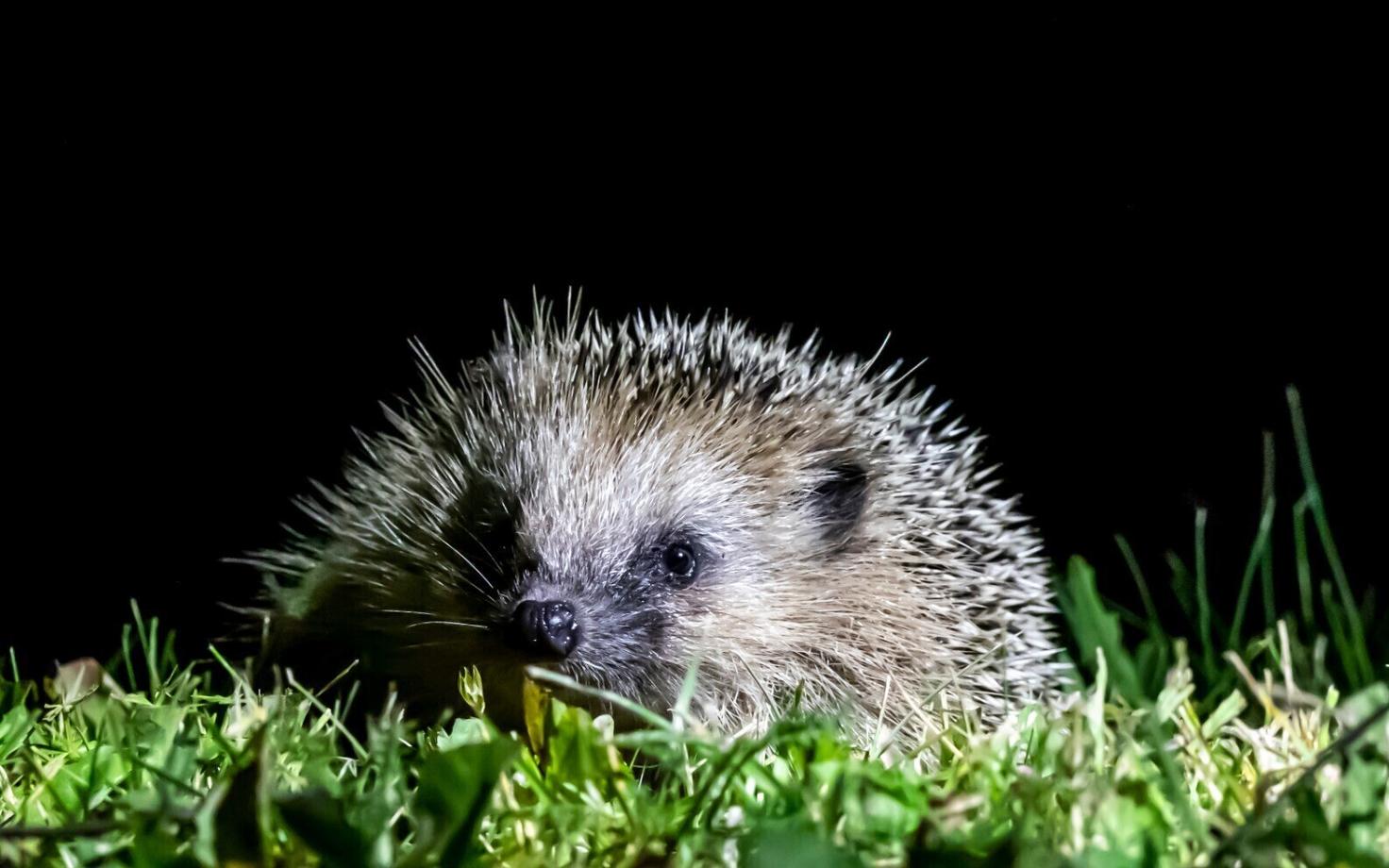 Еж. Иллюстративная фотография.