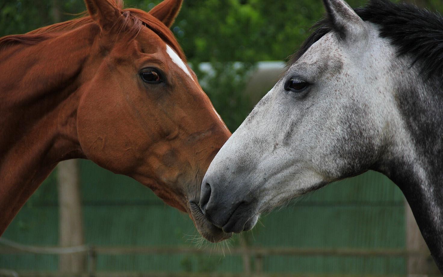 В истории за конокрадами закрепилась своеобразная слава преступников и одновременно героев. Иллюстративная фотография.