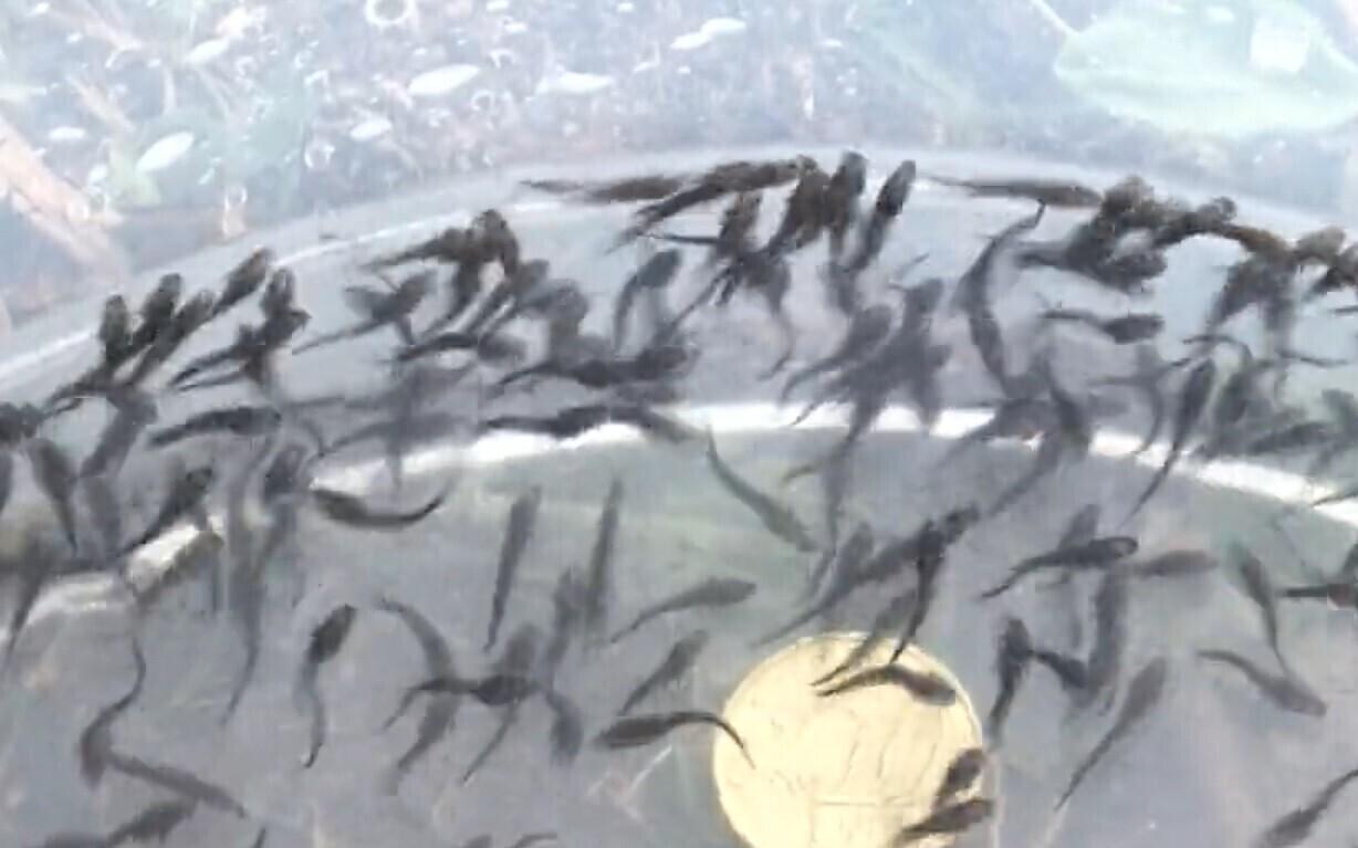 Sturgeon juveniles about to be released, July 2019.