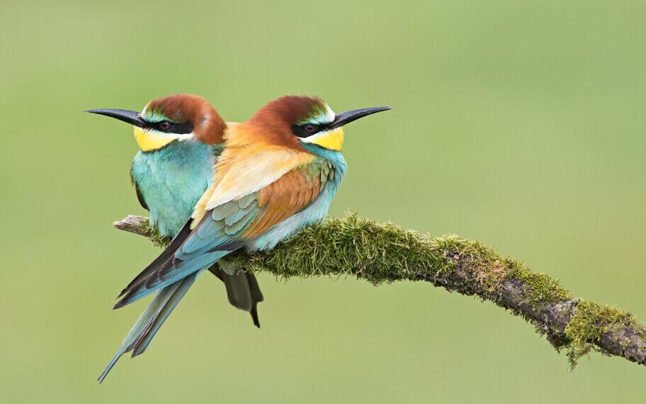 Mesilasenäpid (Merops apiaster).