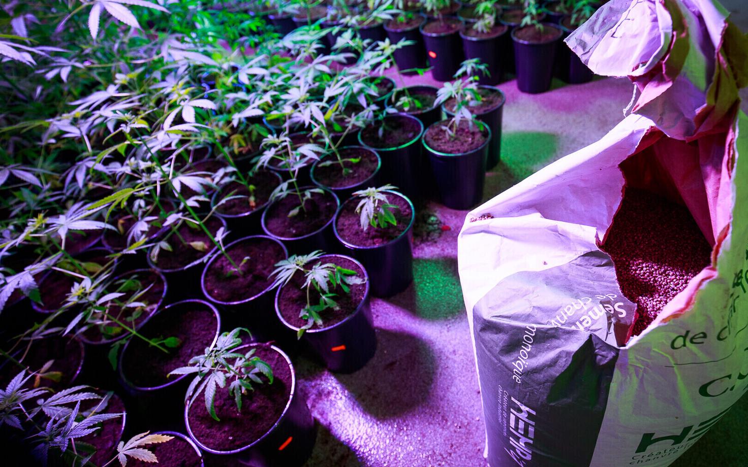 Eurosertifitseeritud kanepi kasvandus Kalamajas