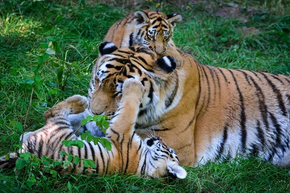 Tšehhi Zlíni loomaaia tiigrikutsikad