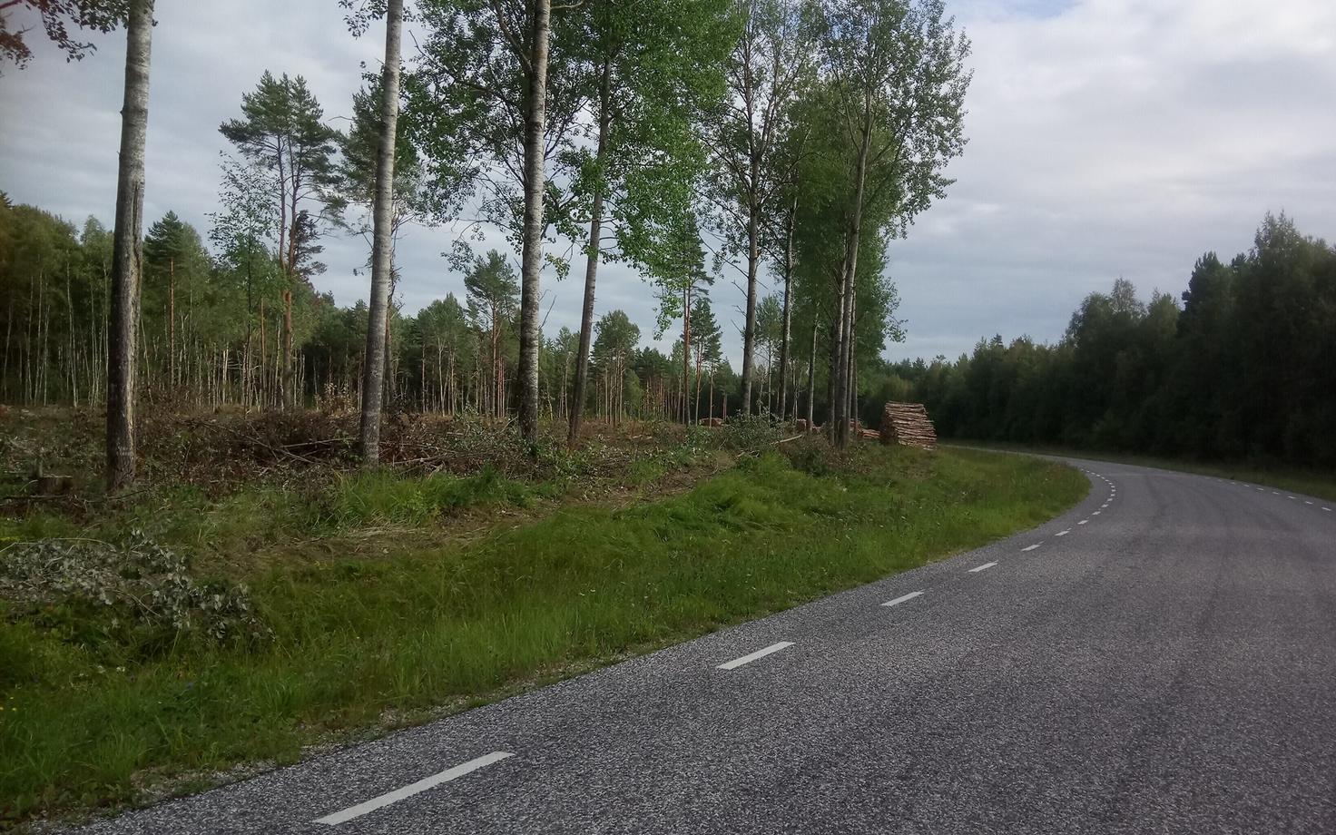 Вырубка леса. Иллюстративная фотография.