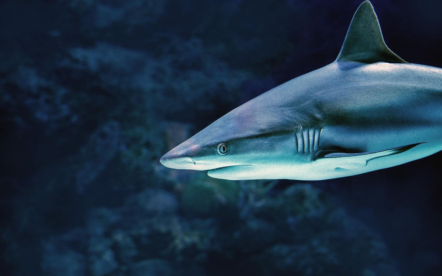 Nüüdisaegsed haid näevad ära märkimisväärselt teistsugused kui nende iidsed sugulased