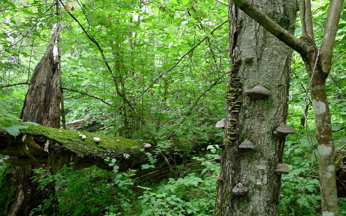 Kambja vääriselupaik. Ehe näide vanast metsast.